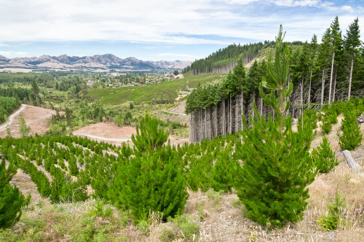 Sustainable Forestry Management