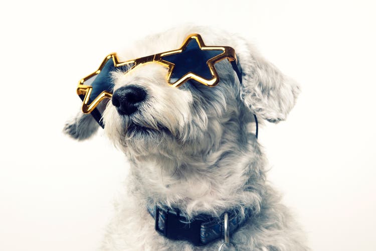 Superstar Celebrity Dog