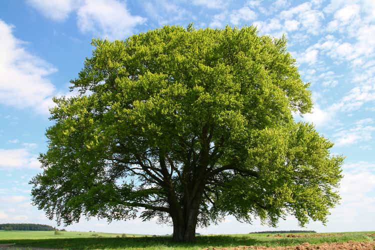 Old beech tree in summer