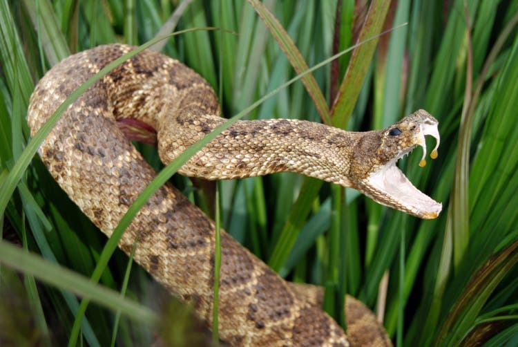 Snake in long grass with mouth open showing venom