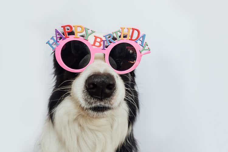 Happy Birthday party concept. Funny cute puppy dog border collie wearing birthday silly eyeglasses and smiling isolated on white background. Pet dog on Birthday day.