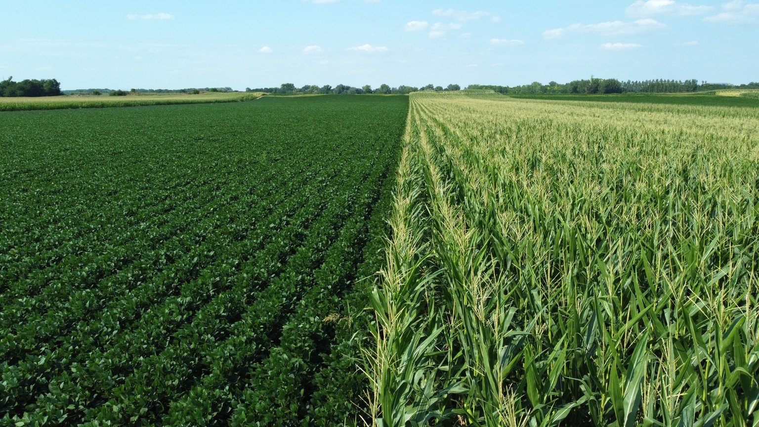 What The Bean/Corn Ratio Says About This Year's Planting Season
