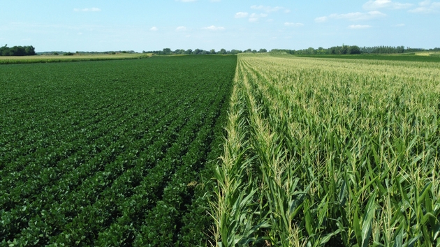 green corn and soybean fields - drone photography