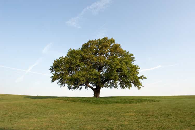 Spring Oak Tree set on a green field with clear blue skies