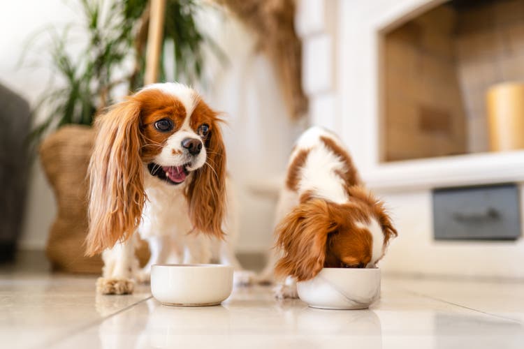 Two Cavalier King Charles Spaniel Eating