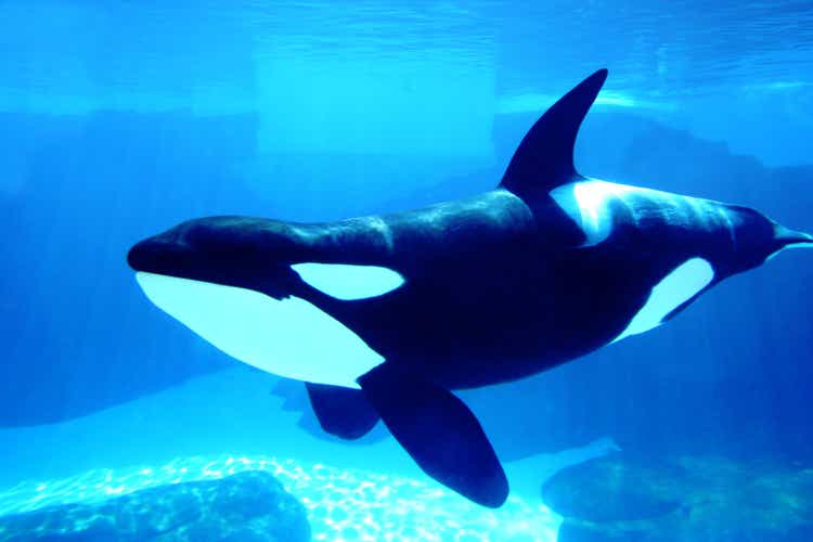 Killer Whale