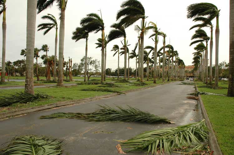 hurricane palms