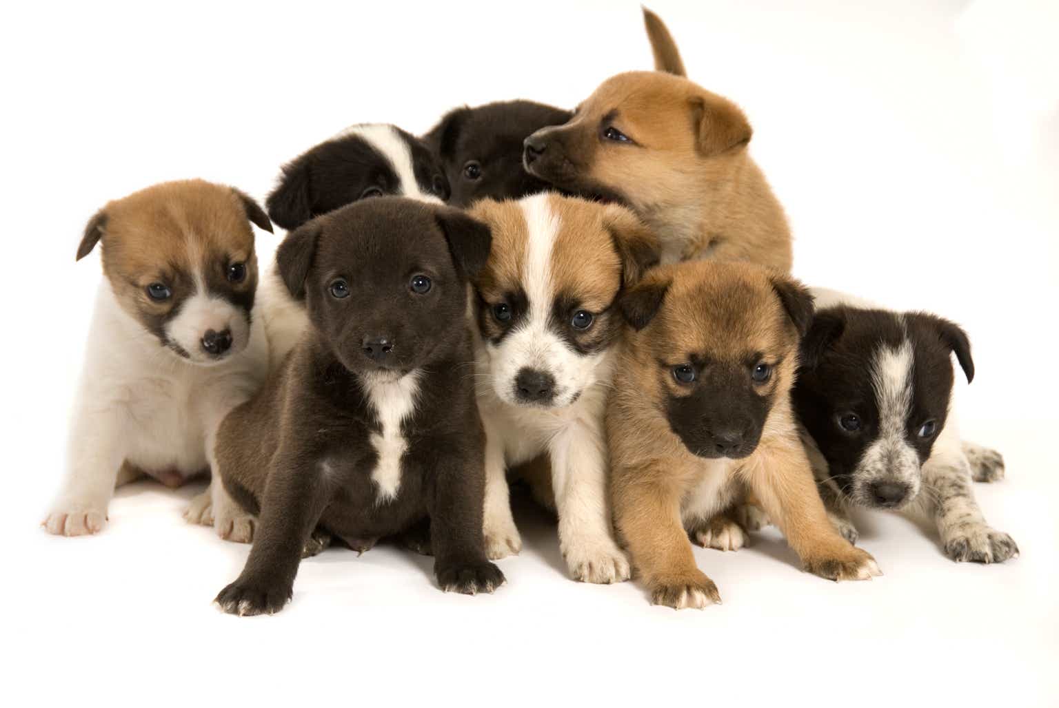 Buy 9 Barron's Better Bets (Than T-Bills) From 16 'Safer' May Dividend Dogs