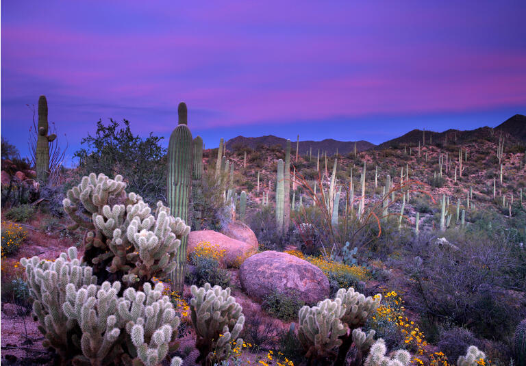 Purple sunset over the saguaro desert