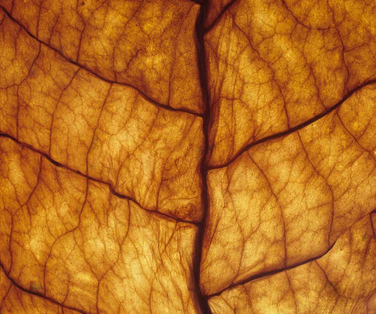 Close-up of underside of orange leaf veins