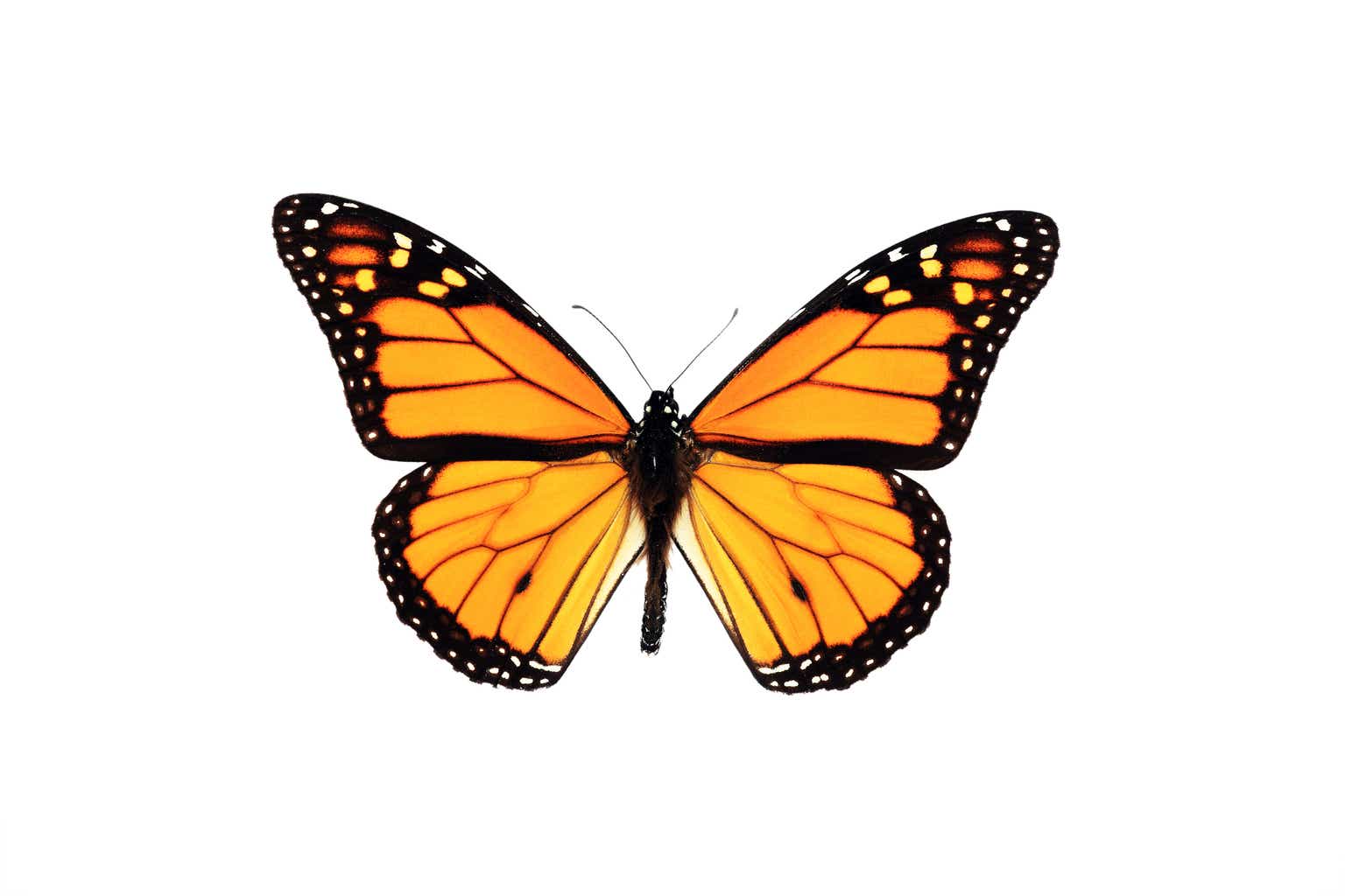 a-butterfly-is-flapping-its-wings-sri-lanka-in-turmoil-seeking-alpha