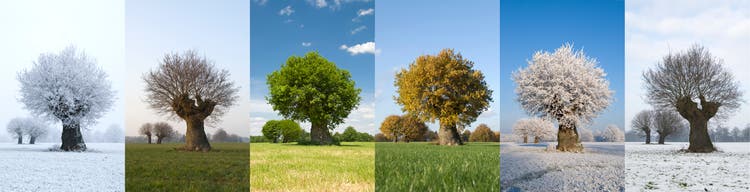 One tree in different seasons