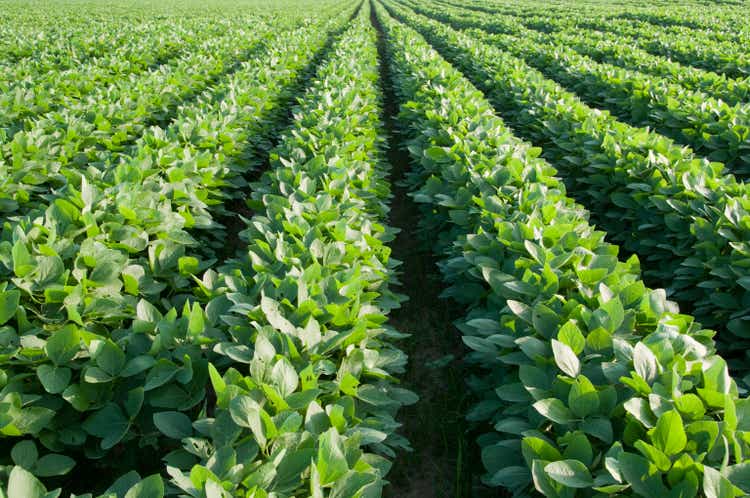 Rows of Soybeans