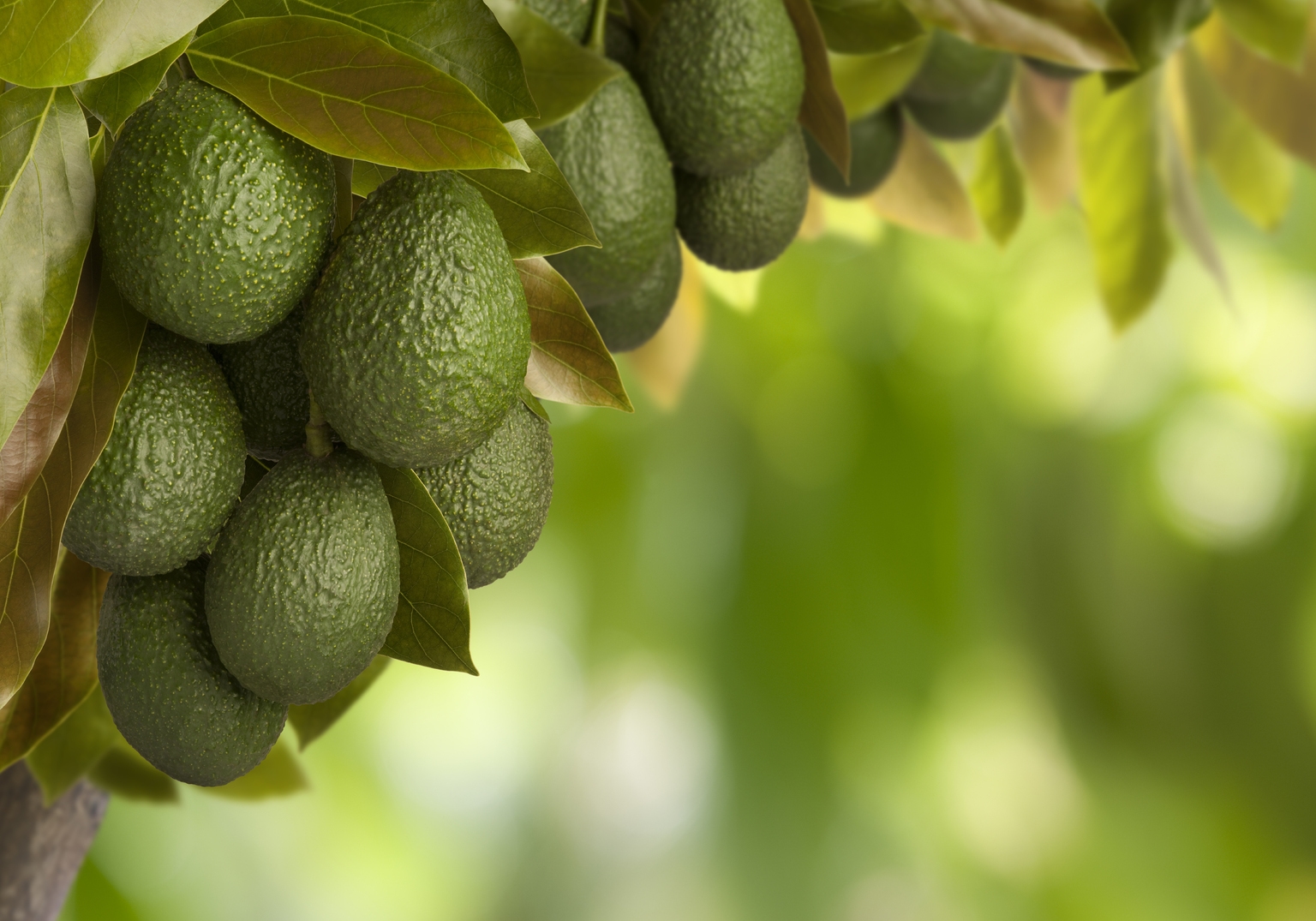 Calavo Growers: Sturdy Avocado Pricing May Profit This fall Earnings Calavo Growers: Sturdy Avocado Pricing May Profit This fall Earnings