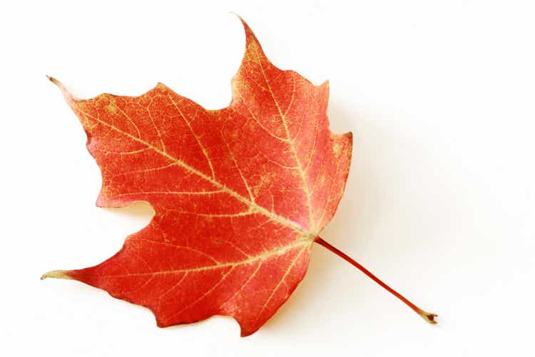 Red Sugar Maple Leaf