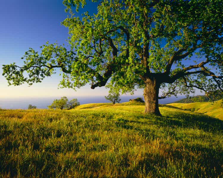 Lone Oak Tree On Hill Top (g)