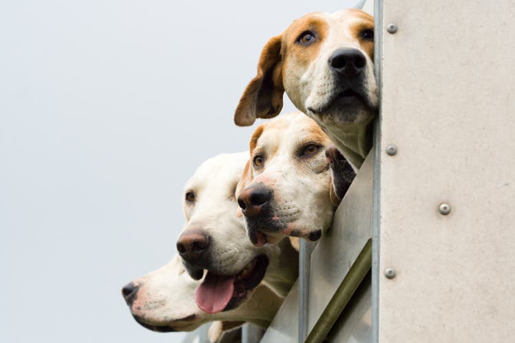 foxhounds
