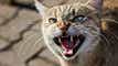 Roaring Kitty's return amps up meme stock animal spirits - GME +74% article thumbnail
