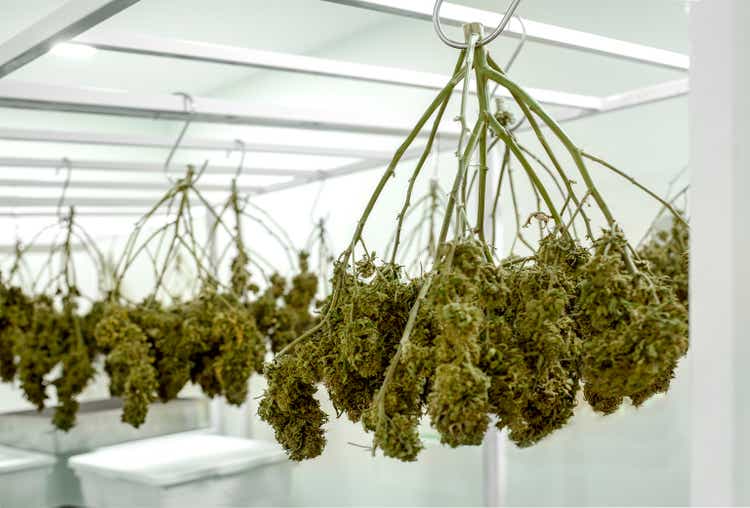 Weed Plants Hang Upside Down to Dry at science lab for oil seeding for making alternative medicine from marijuana