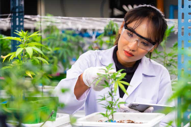 Asian woman scientist working in laboratory cannabis farm.