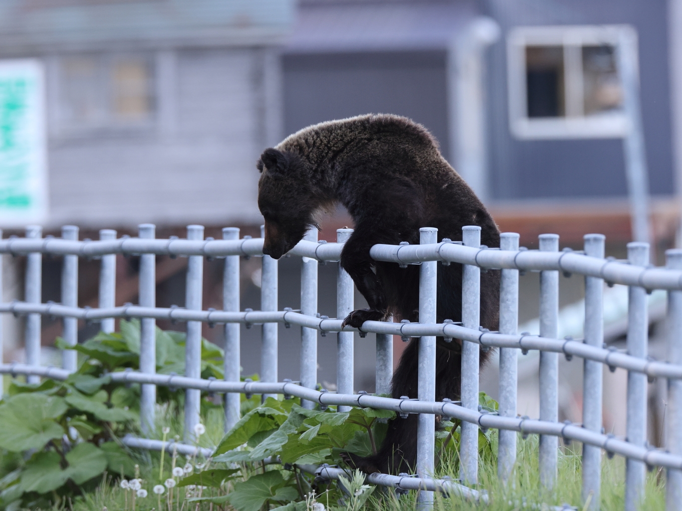 AppLovin: Thesis Largely Played Out, Downgrade To Sell (NASDAQ:APP) |  Seeking Alpha