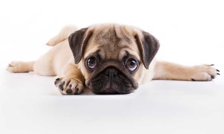 Pug puppy