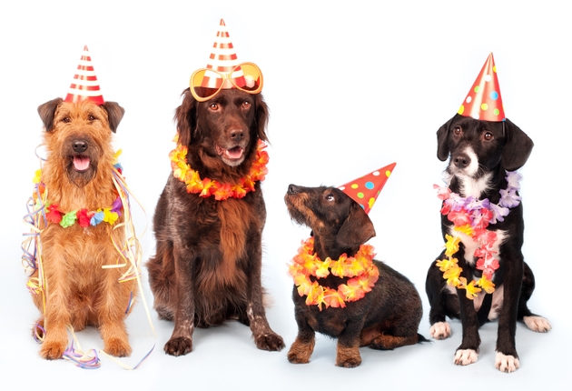 Happy Party Dogs