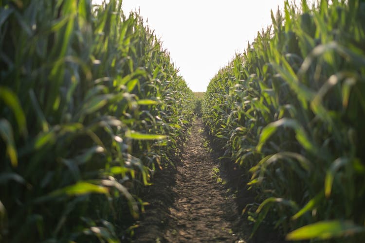 Corn field in the evening and light shines sunset.
