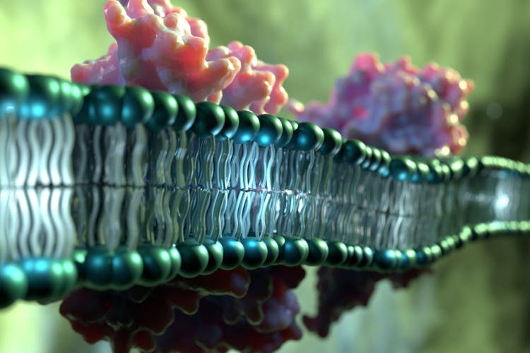Image of membrane proteins penetrating the phospholipid bilayer.