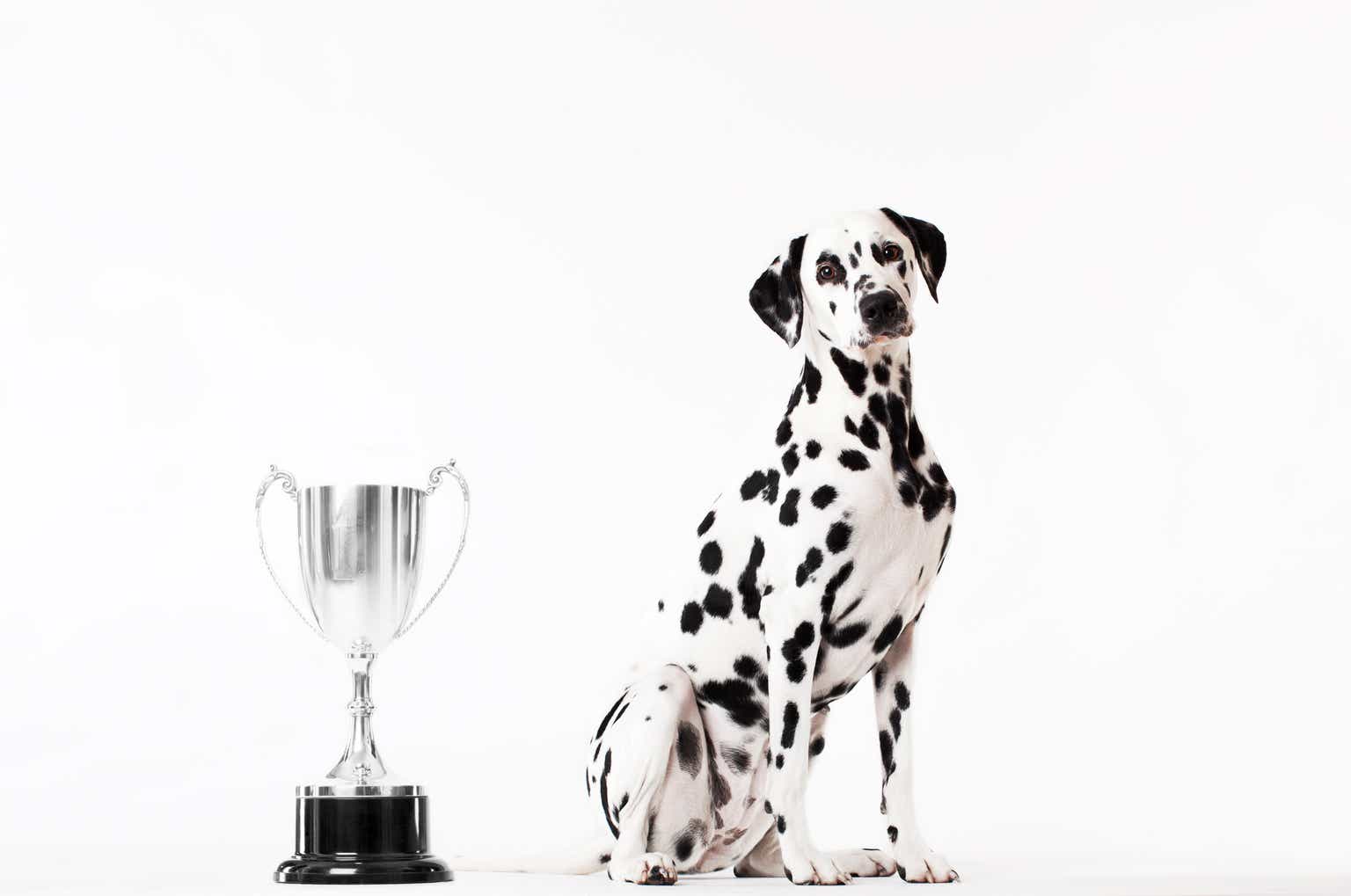 5-ultimate-dividend-canines-from-45-fortune-2023-world-s-most-admired