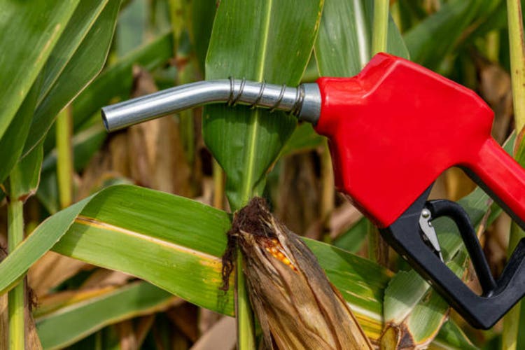 Ethanol gasoline fuel nozzle with ear of corn in cornfield. Biofuel, agriculture and ethanol blending concept.