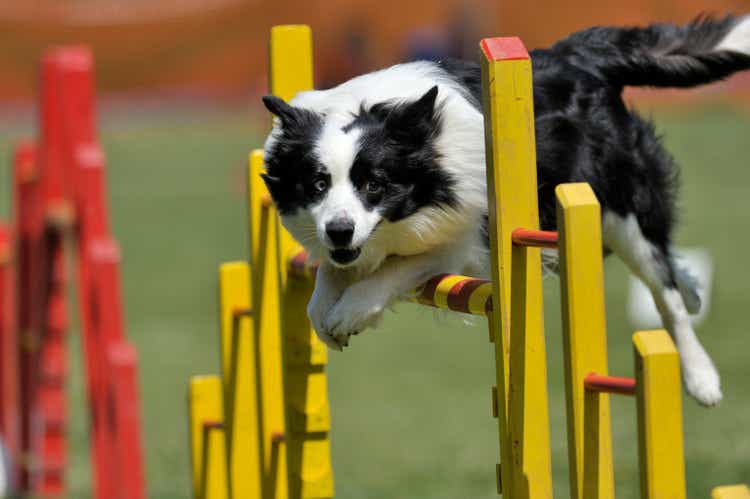 Proud dog jumping over obstacle