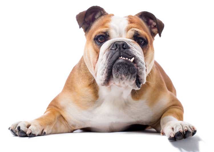 Portrait of a English Bulldog