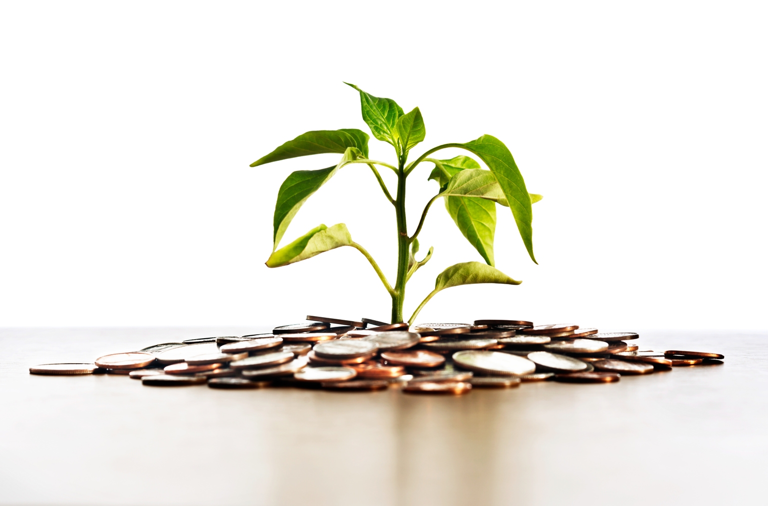 ClearBridge Small Cap Strategy Q3 2024 Commentary