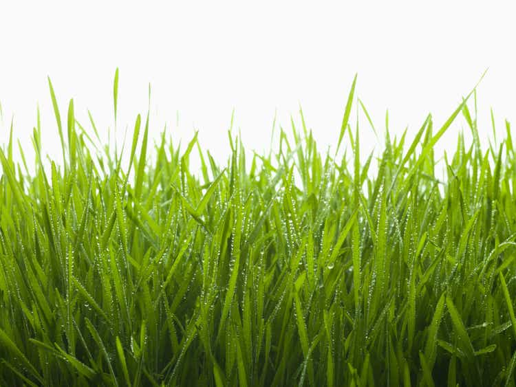 Close up of dew droplets on grass