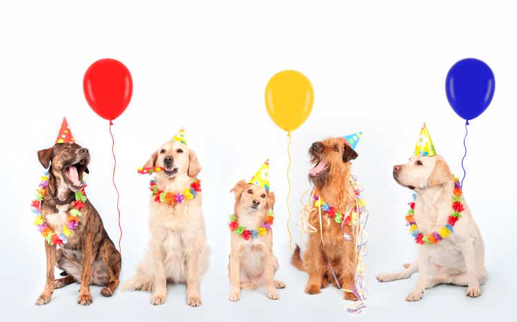 Happy Party Dogs