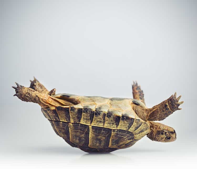 Tortoise upside down