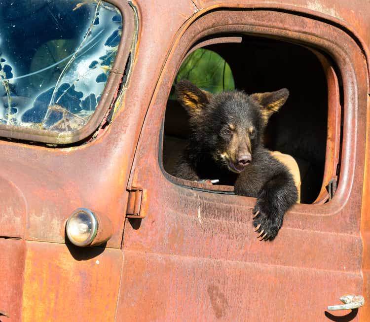 Black Bear Cub Playing in Old Truck