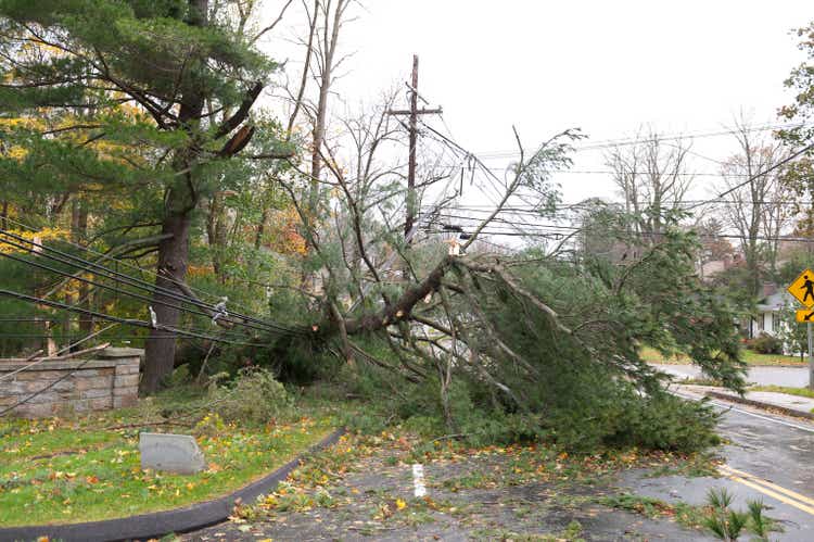 Crushed power line caused by fallen tree during Hurricane
