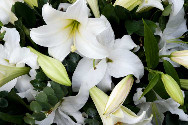 Mourning lilies