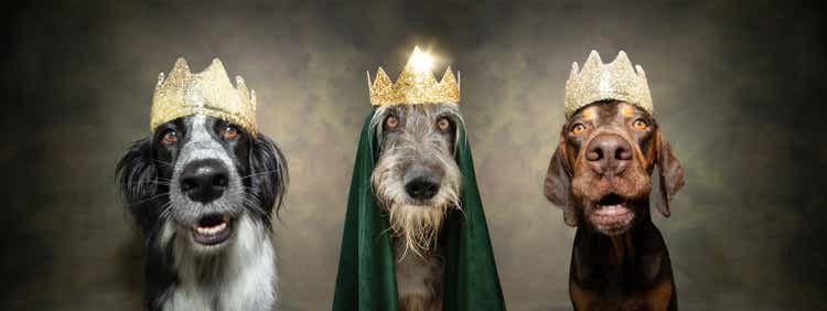 pet crown Three dogs celebrating the three wise men from the birth of Christ.isolated on plain background