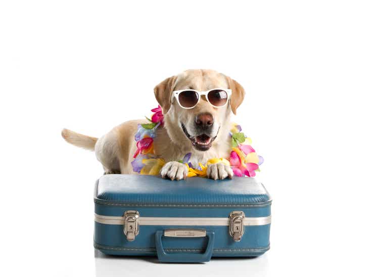 Dog Ready for Vacation