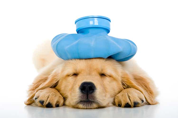 Sick young puppy with ice bag on head, white background