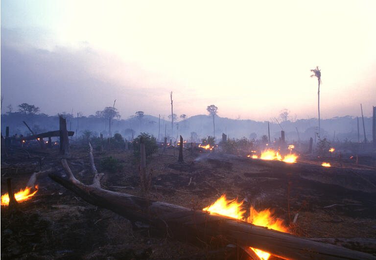 해질 녘에 불타는 숲의 풍경 이미지