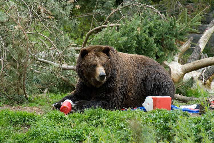 Bear Invading Campground