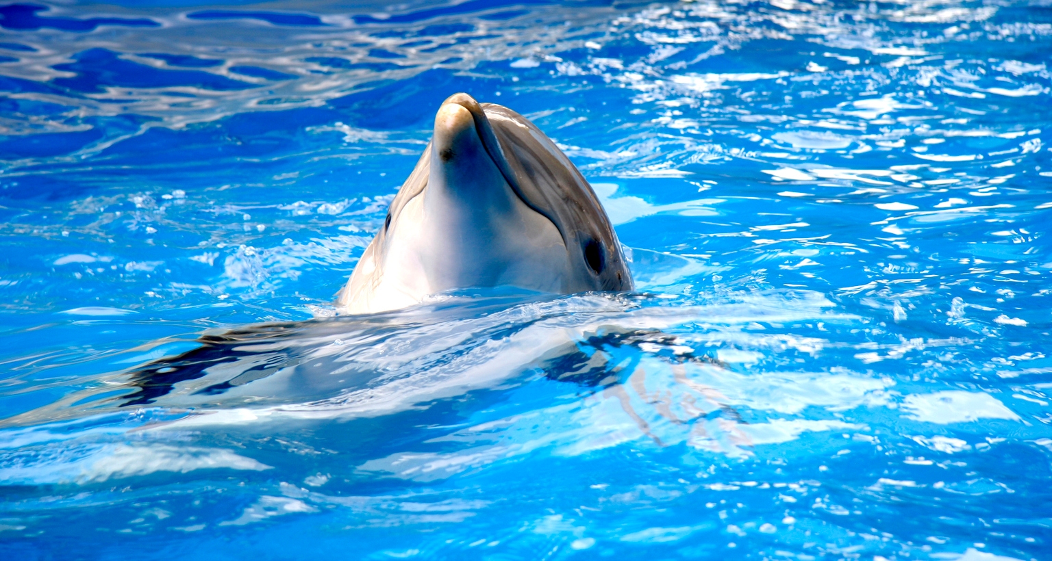 seaworld-entertainment-ignore-short-term-pain-nyse-seas-seeking-alpha