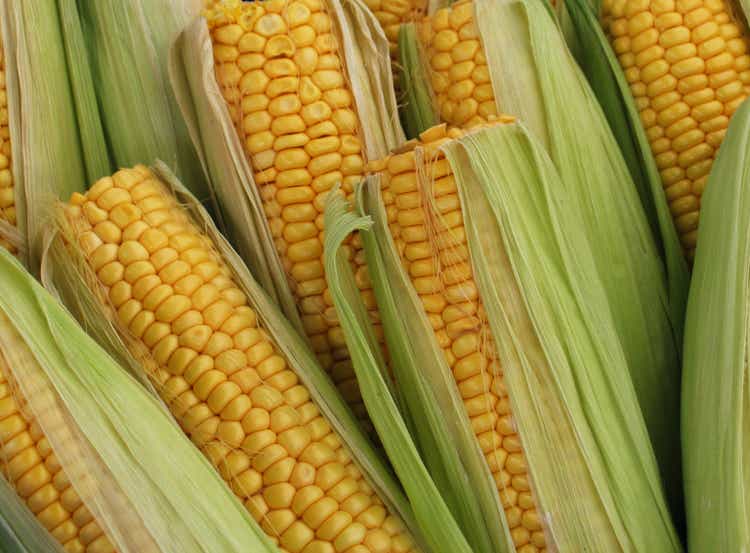 Pile of corn on cob with top cut off