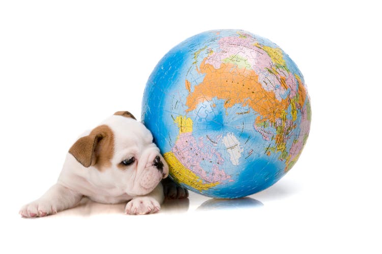 puzzle world an bulldog