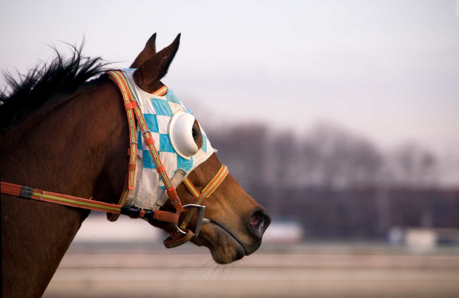 Horse Blinkers