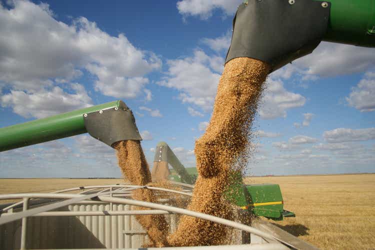 Three combines pour grain into one truck hopper at harvest